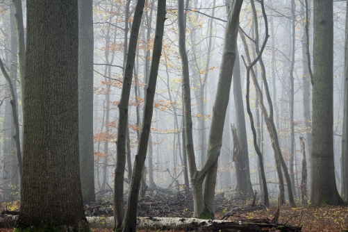 Frederic-Demeuse-WALD-photography-7